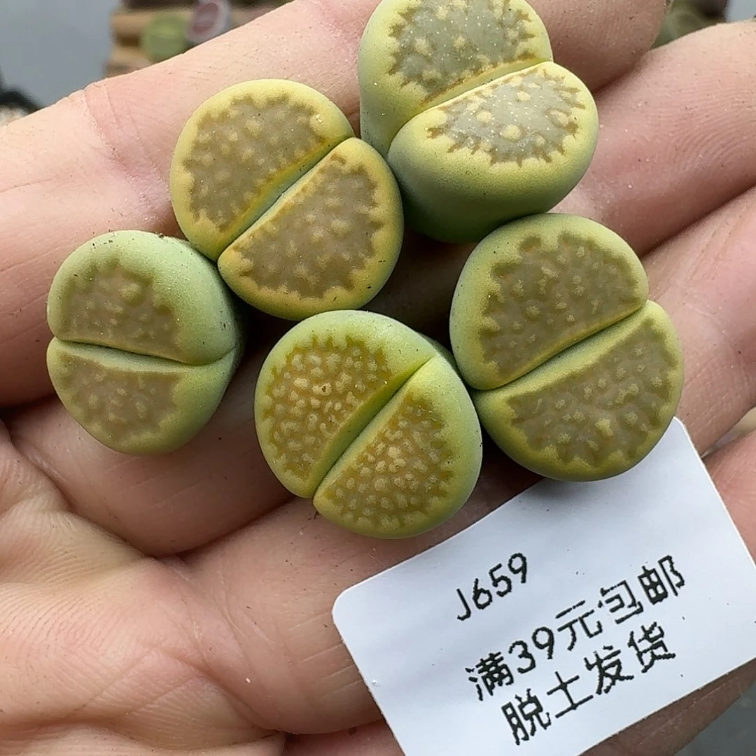 659多肉哈哈哈哈哈哈哈哈