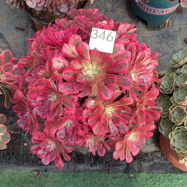 346.红铜白多肉植物