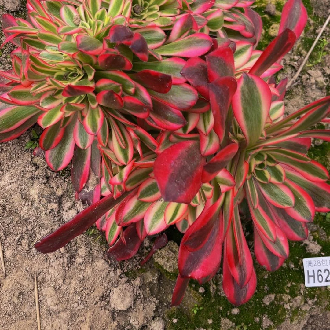 620多肉植物一物一拍