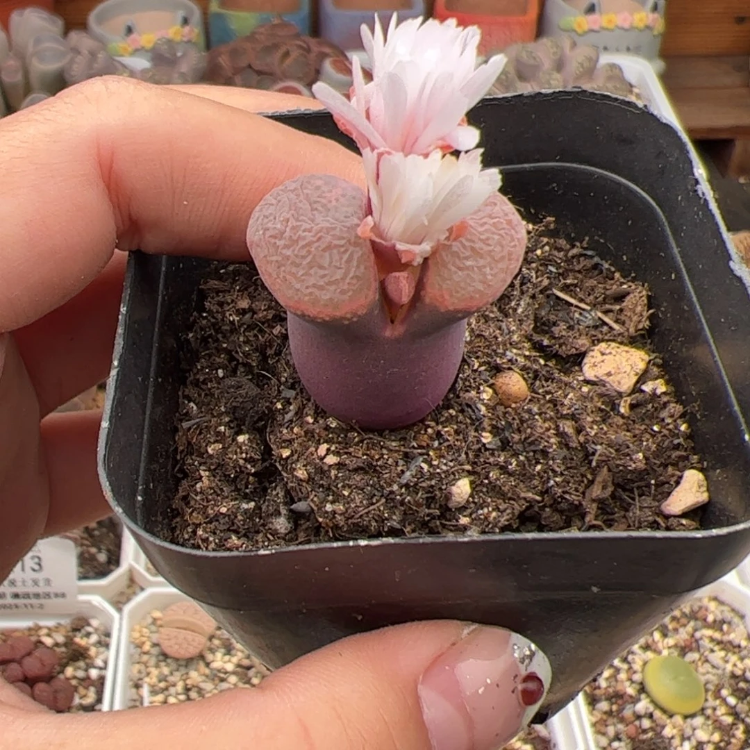 0229号风铃 多肉植物