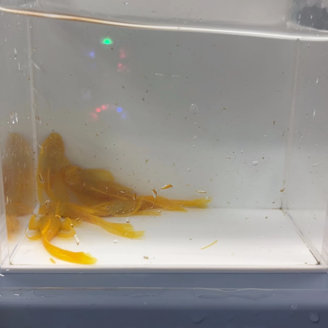 孔雀鱼5条大帆开箱视频报损