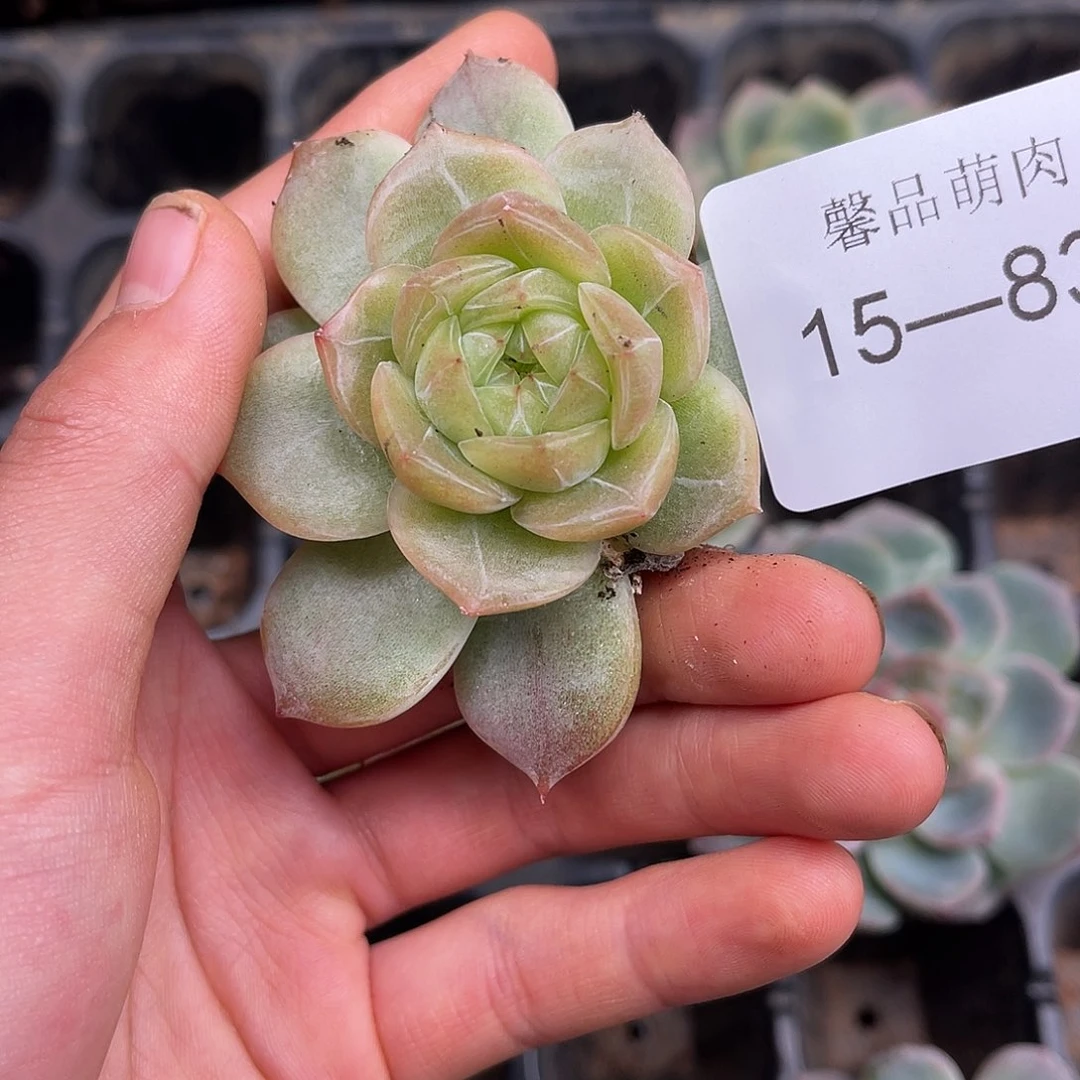 多肉一物一拍15-83
