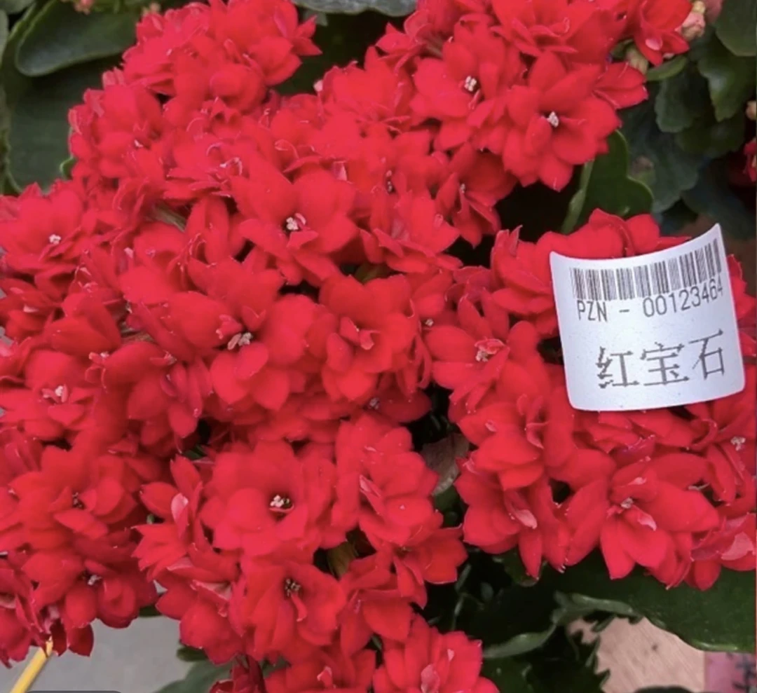 长寿花园～【红宝石】110盆