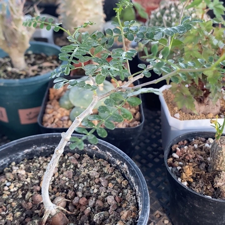 实生双球象足漆树，一物一拍