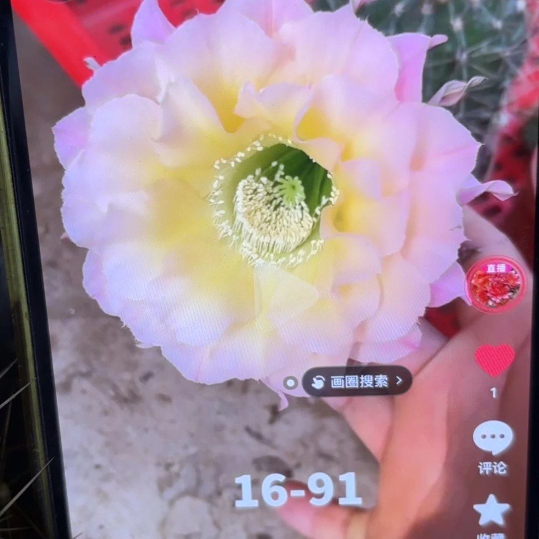 16-91彩左右20包邮侧牙10