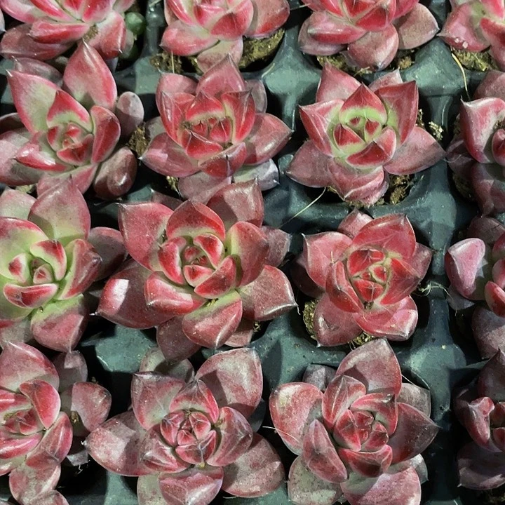 小红檀1.5带土发