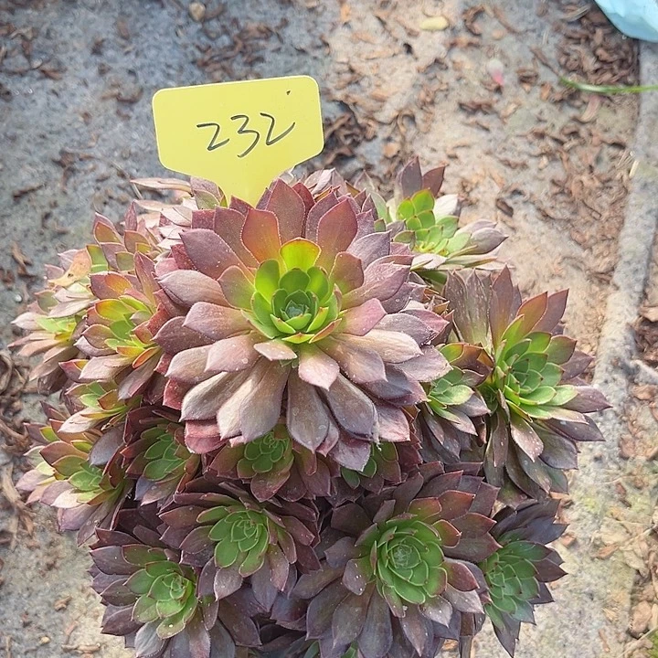 232一颗红魔法师多肉