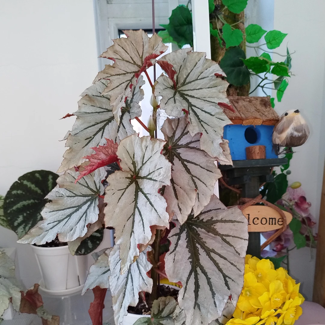魔镜海威竹节秋海棠室内观赏植物耐阴好养易活绿植盆栽