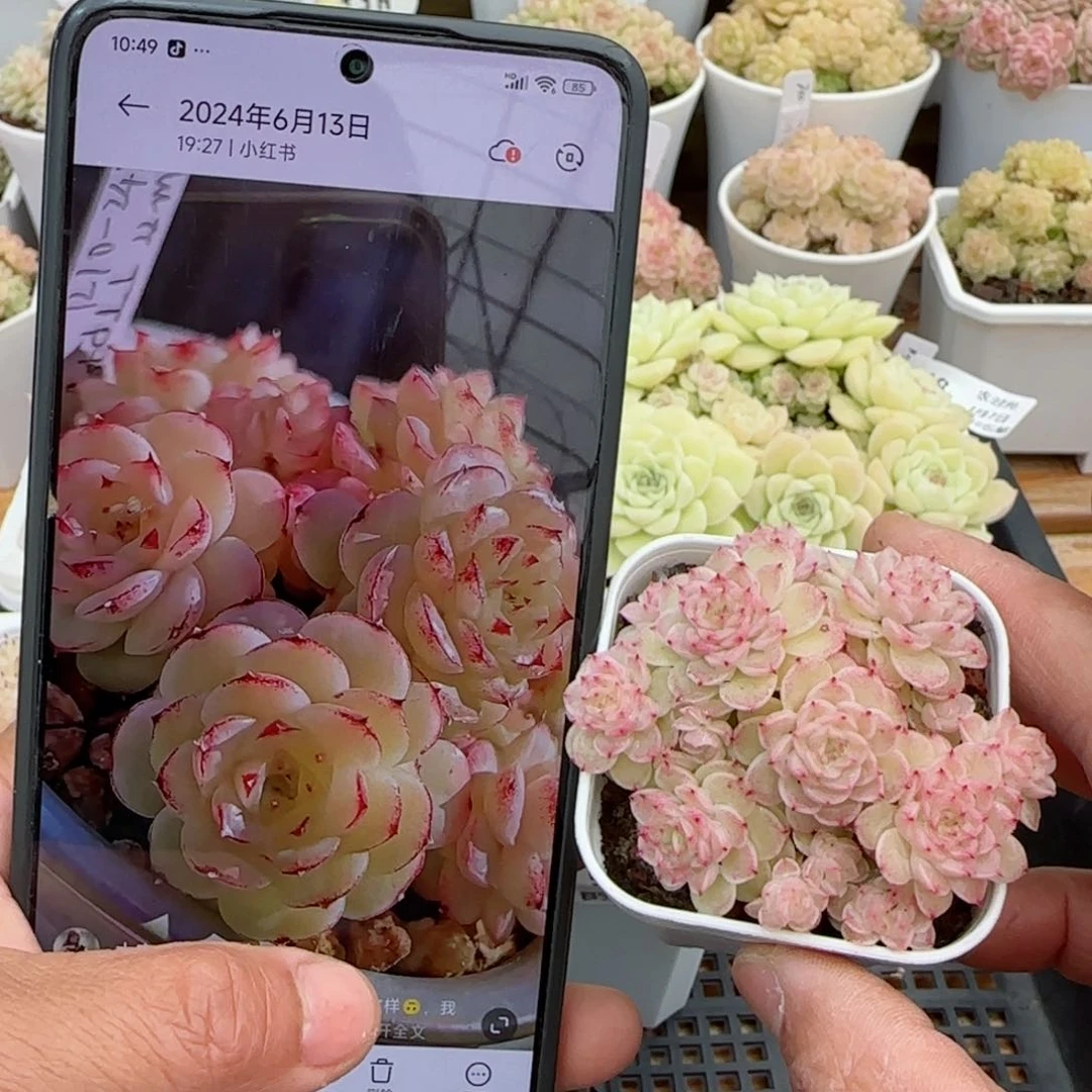 【闪购商品】0307-51（ttp-97）