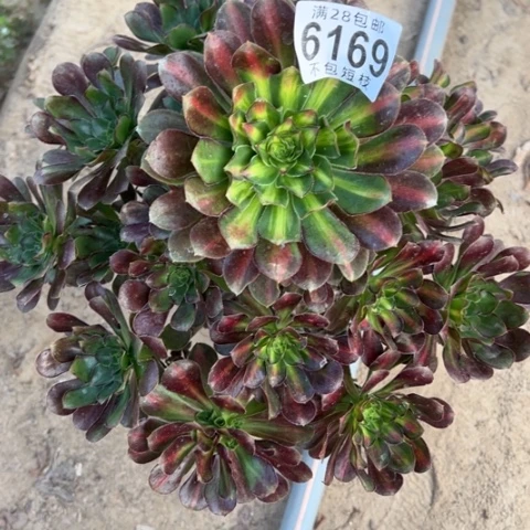 爱马仕多肉植物中班法师6169