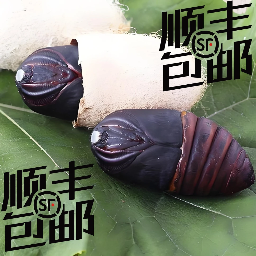 包邮东北特产新鲜柞树蛹黑蚕蛹小个补充高蛋白高营养
