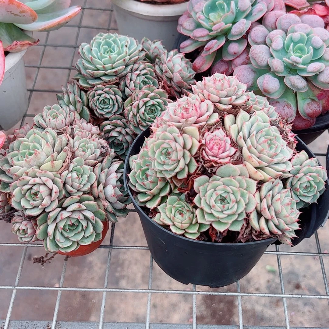 苯巴蒂斯多头造型精品二盆