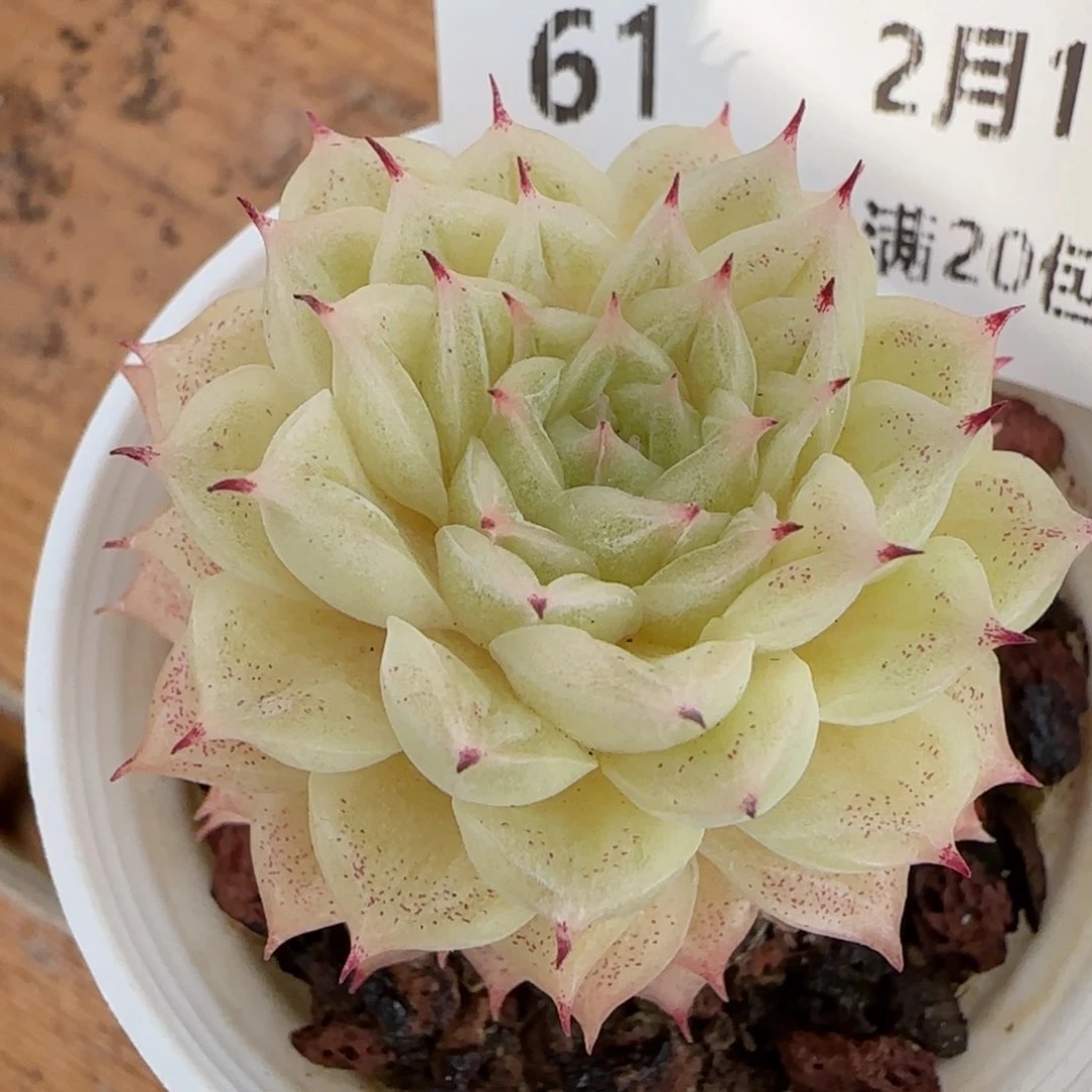 花语逸境0215-61