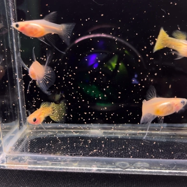 海水鱼金蕾丝玻璃猫大C3对