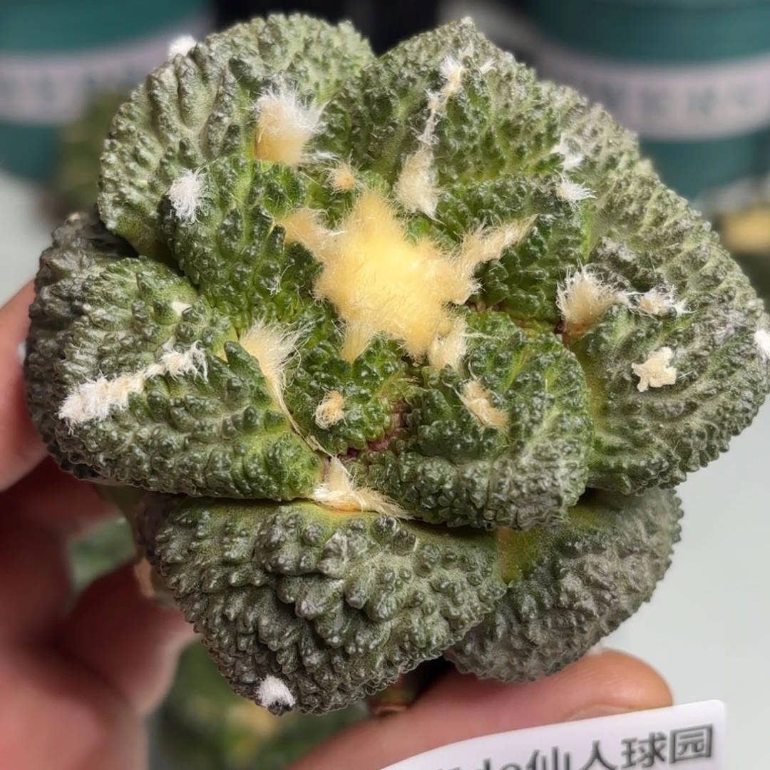 606可节后发货 可帮发根