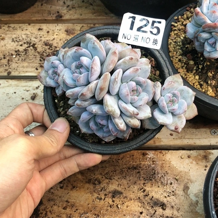 星影石榴籽福利出咯 125