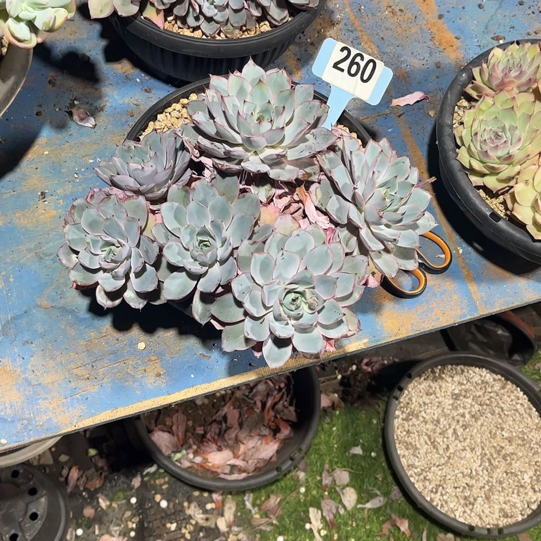 韩***学赫拉多肉植物保护260