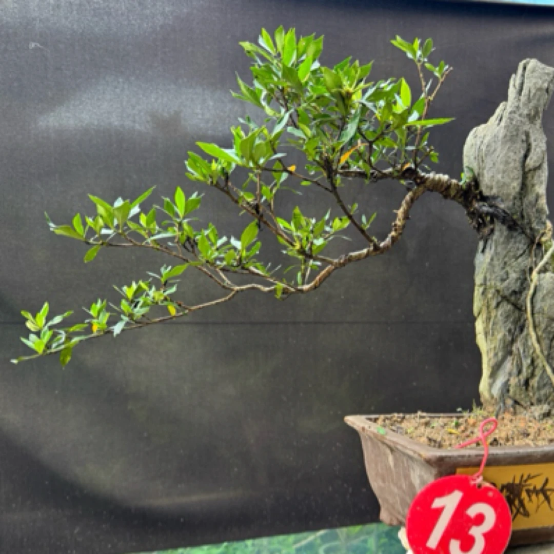 福建海岛春花新奇植物盆栽流泉枫
