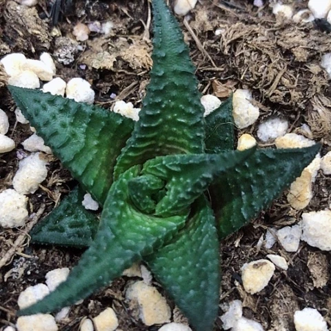 原始黑肌硬叶硬叶