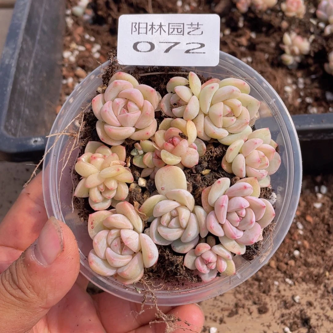多肉植物多肉植物72