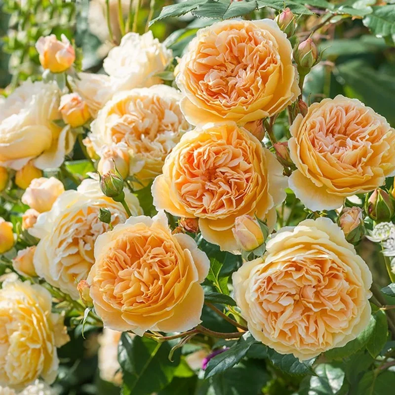 【王妃】1.5米藤本月季爬藤浓香蔷薇花苗庭院阳台攀援四季盆栽地栽