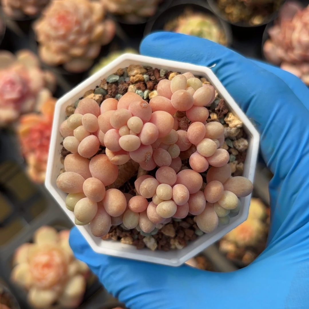 鱼子酱老桩一物一拍