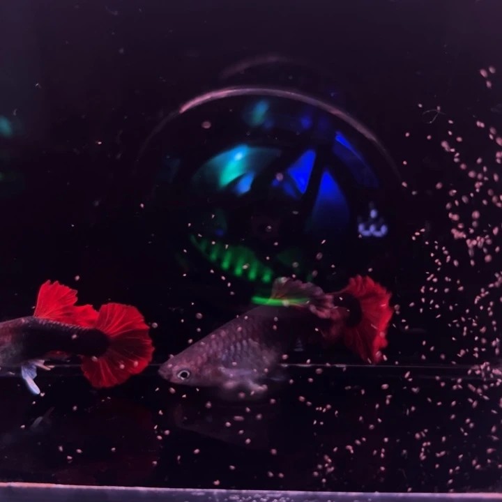 孔雀鱼爆绒折扇1对