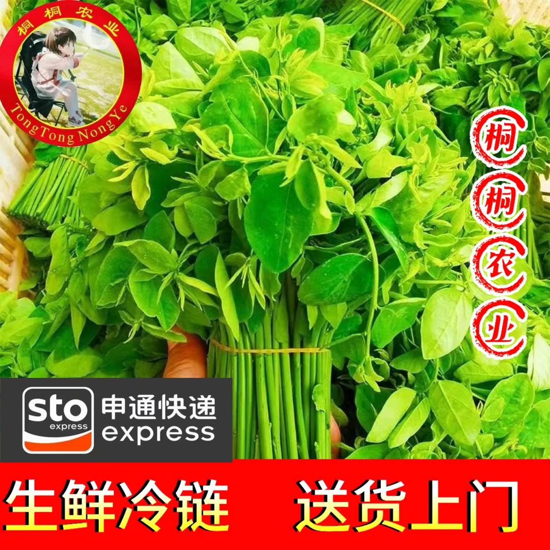 新鲜采摘五指山树仔菜潮汕菜守宫木天绿香当季绿色蔬菜可凉拌食用