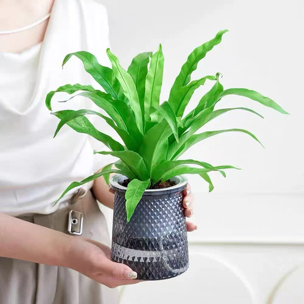 水培绿植鸟巢蕨盆栽类网红懒人维纳斯室内观叶植物净化空气吸甲醛