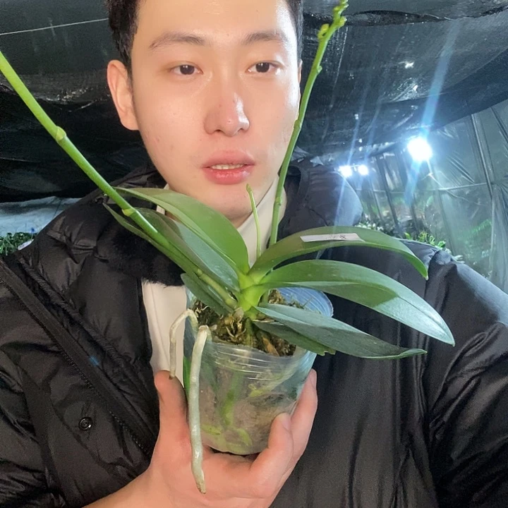 无花朵祥云蝴蝶兰3.5