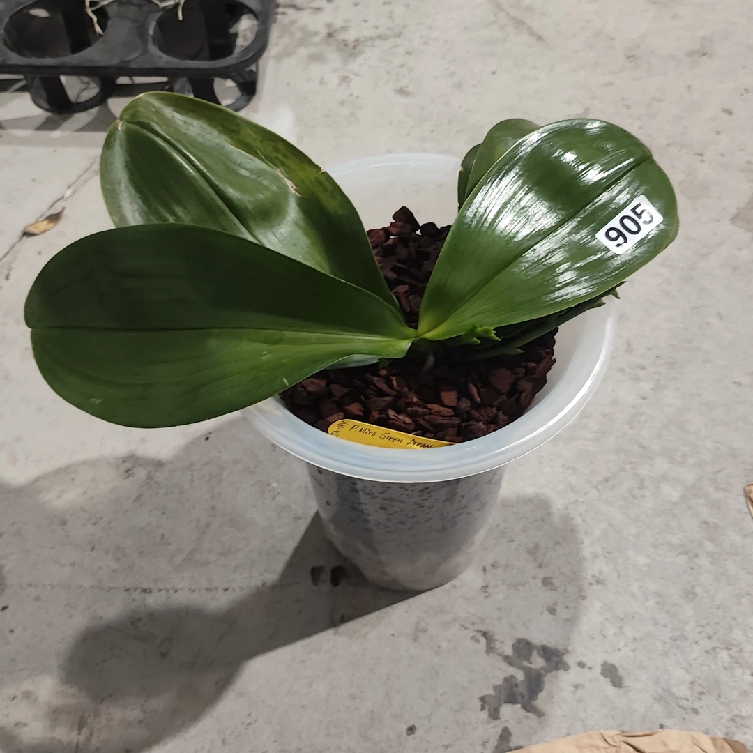 原生种蝴蝶兰直播间一物一拍母株级米罗绿梦