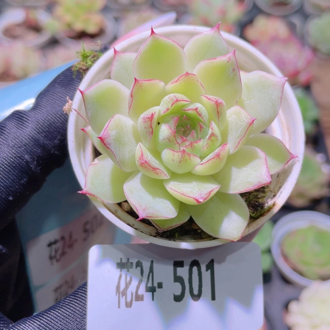 花利美24-501女王玫瑰