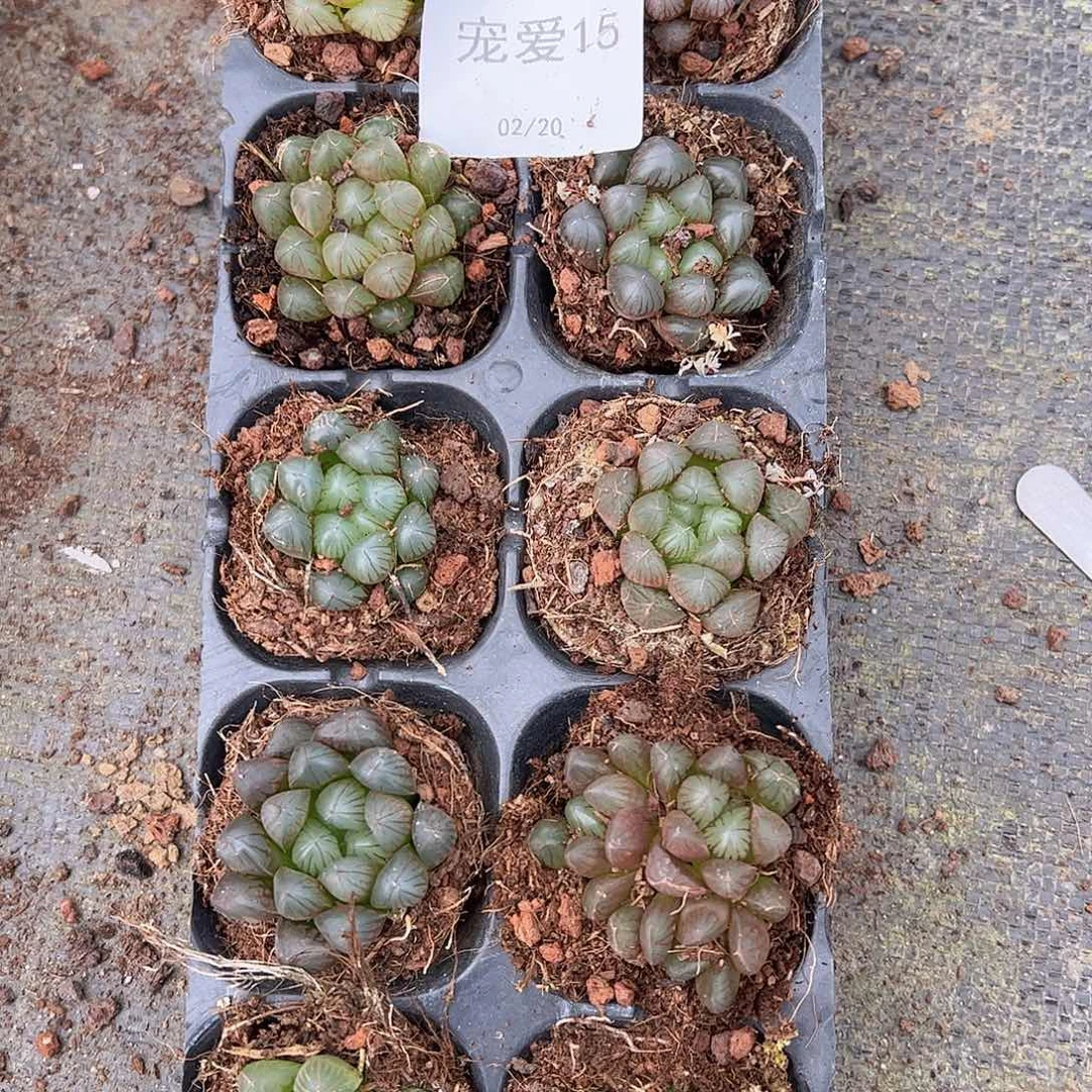 直播福利一物一拍15