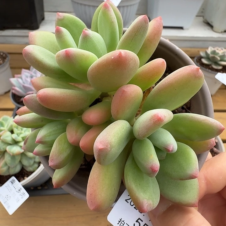 三头清新美人1111118-55