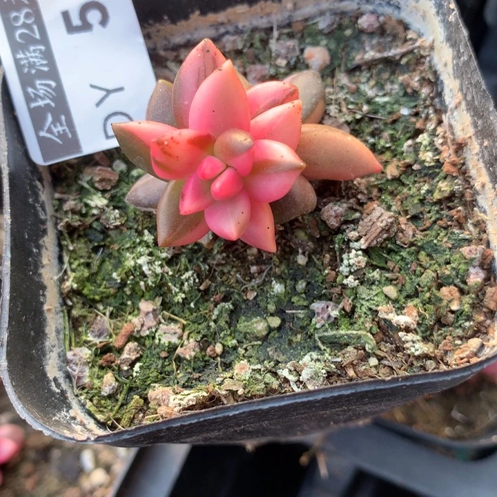 黑美人锦多肉植物