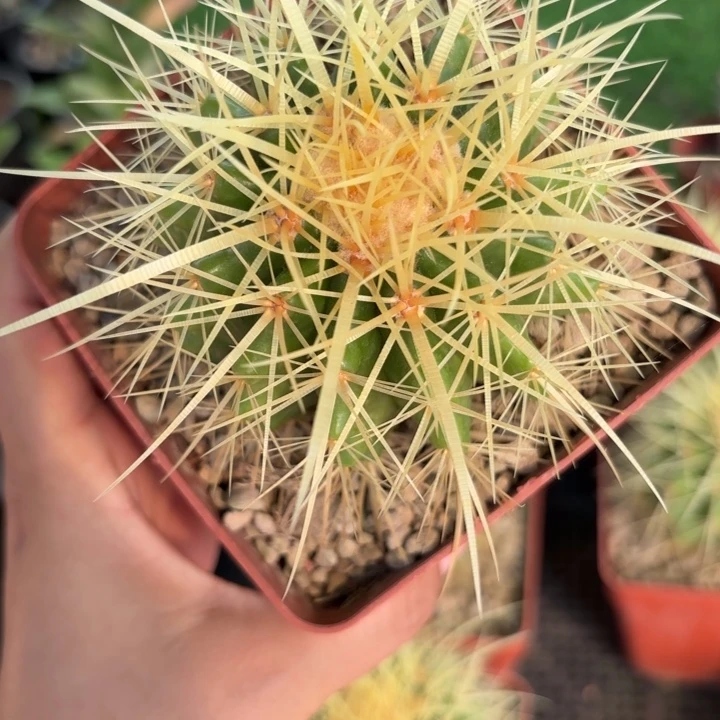 实生狂刺金虎好养皮实