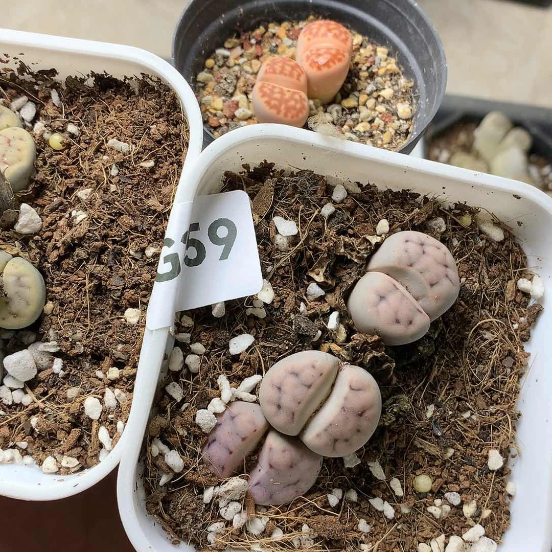 瓶**鱼G359多肉植物保护