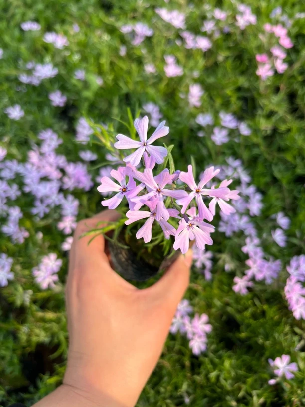 芝樱花苗丛生福禄考多年生冬天地被植物盆栽阳台庭院花园耐寒花卉