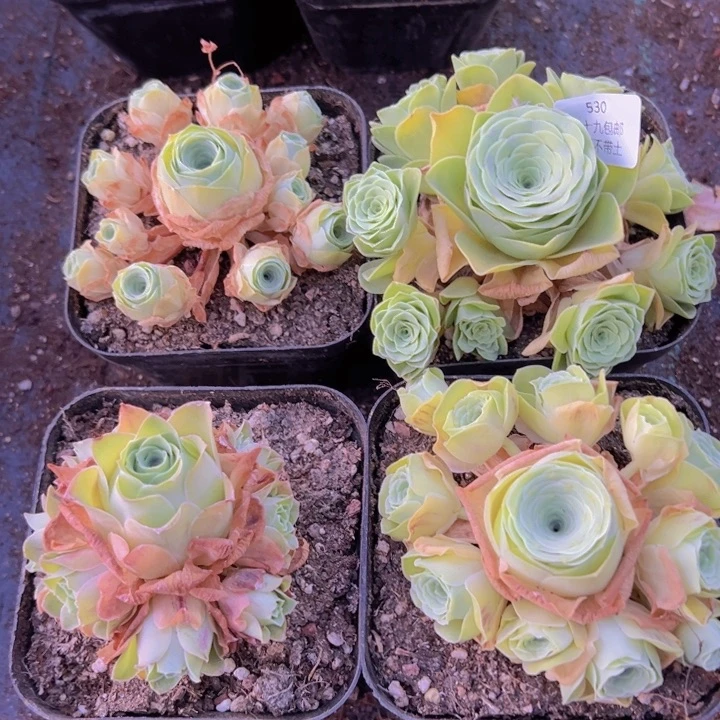 530 裸根不带土发货