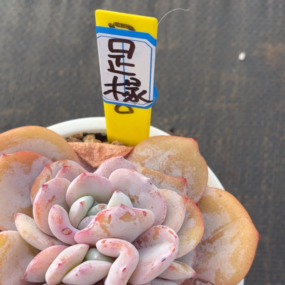 ✨****！姐姐我在挑战我行走第