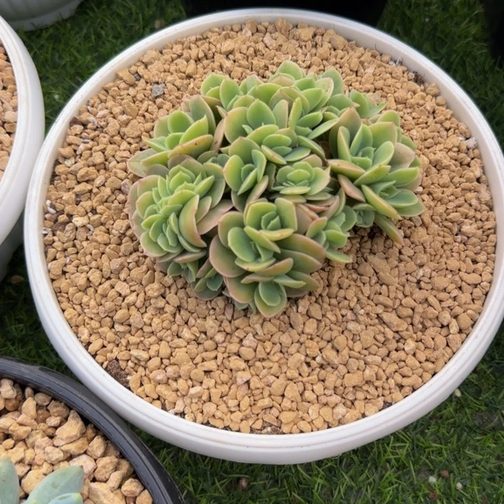 颂***悦寄养发货多肉植物