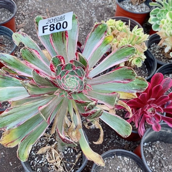 800V景景多肉植物