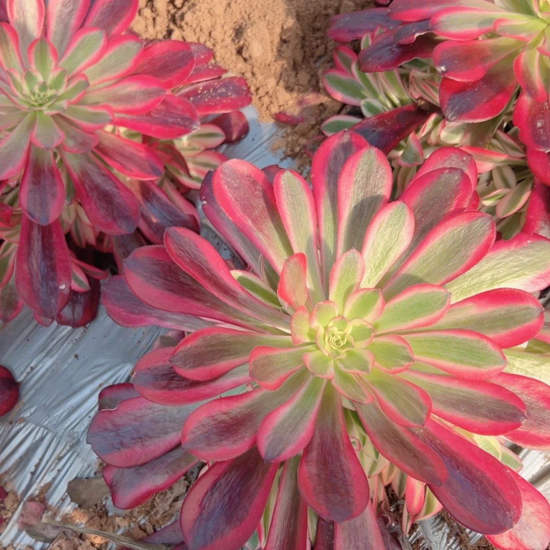 美杜莎量拍一颗法师