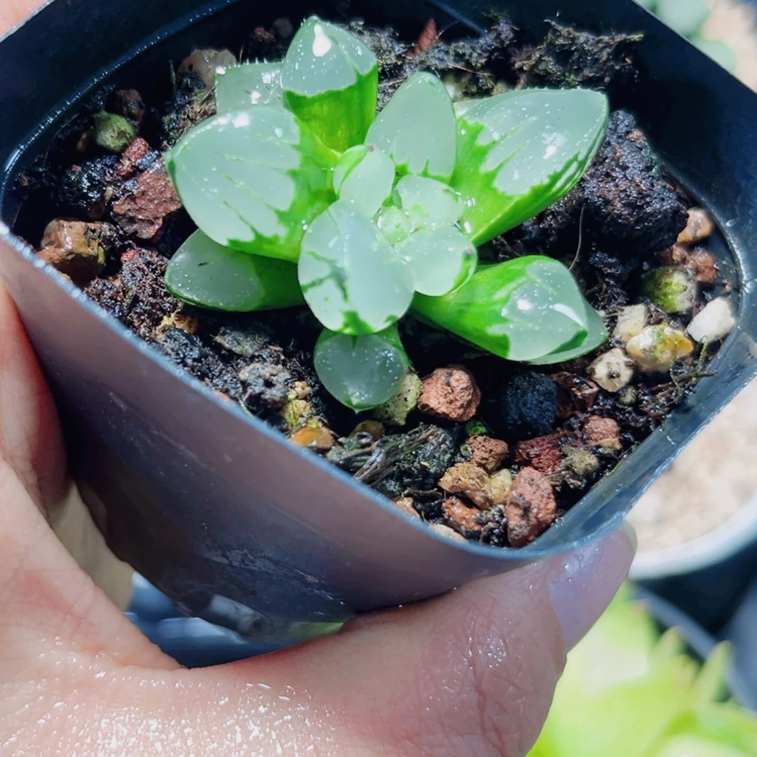 圣诞蜡烛的植物6666