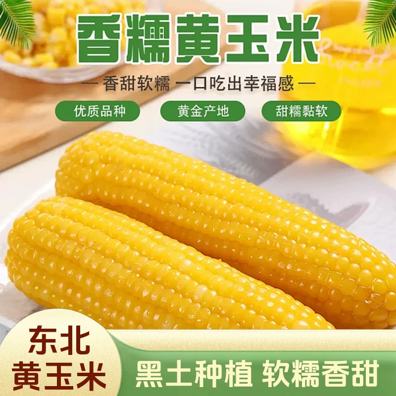 【到手10根】东北黄玉米200g/根去尾粒饱满头茬新鲜真空锁鲜带箱5斤