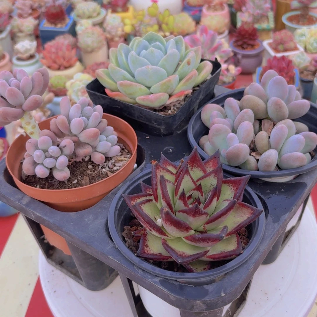 框拍一物一拍编号972