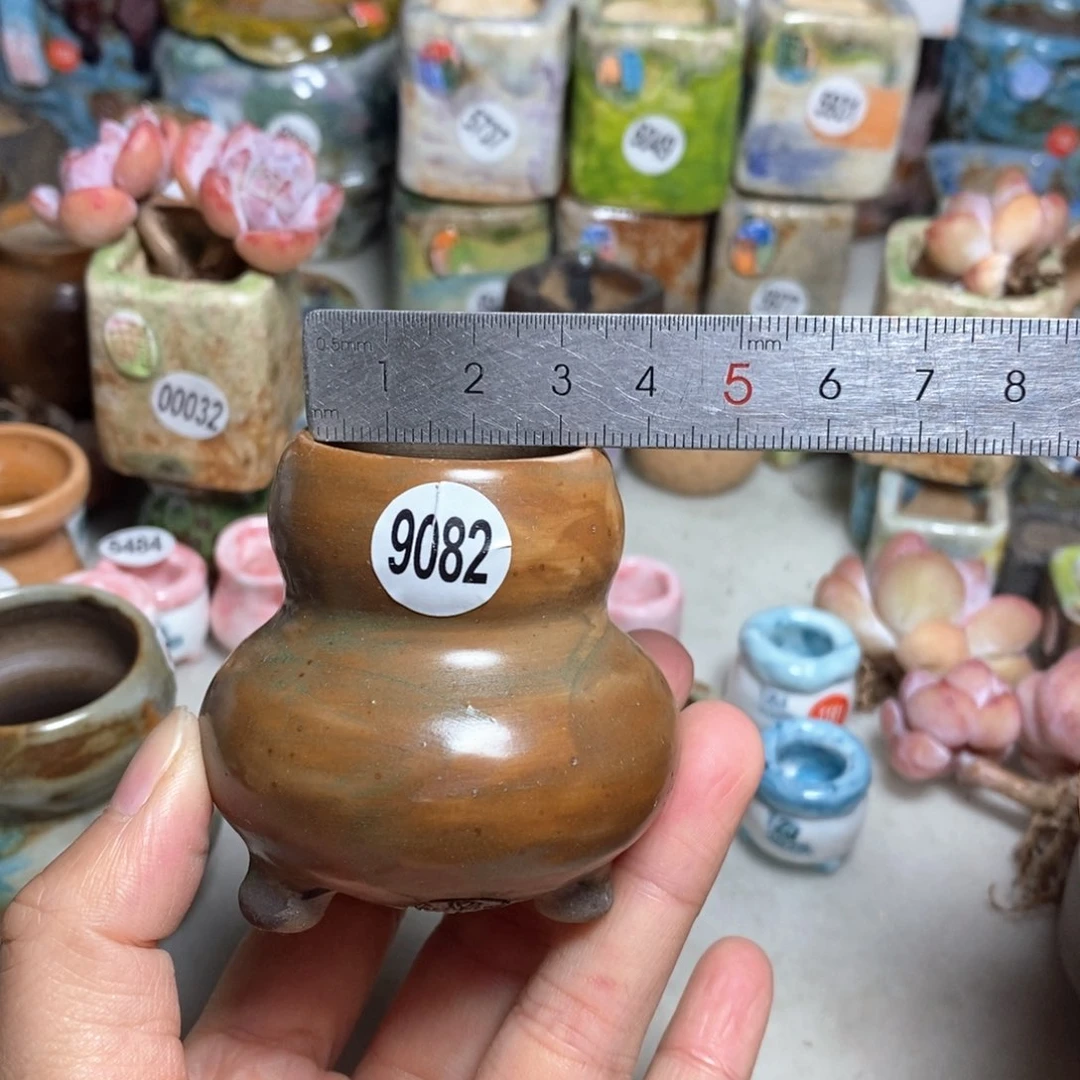 拍5送一个小礼物，不含多肉