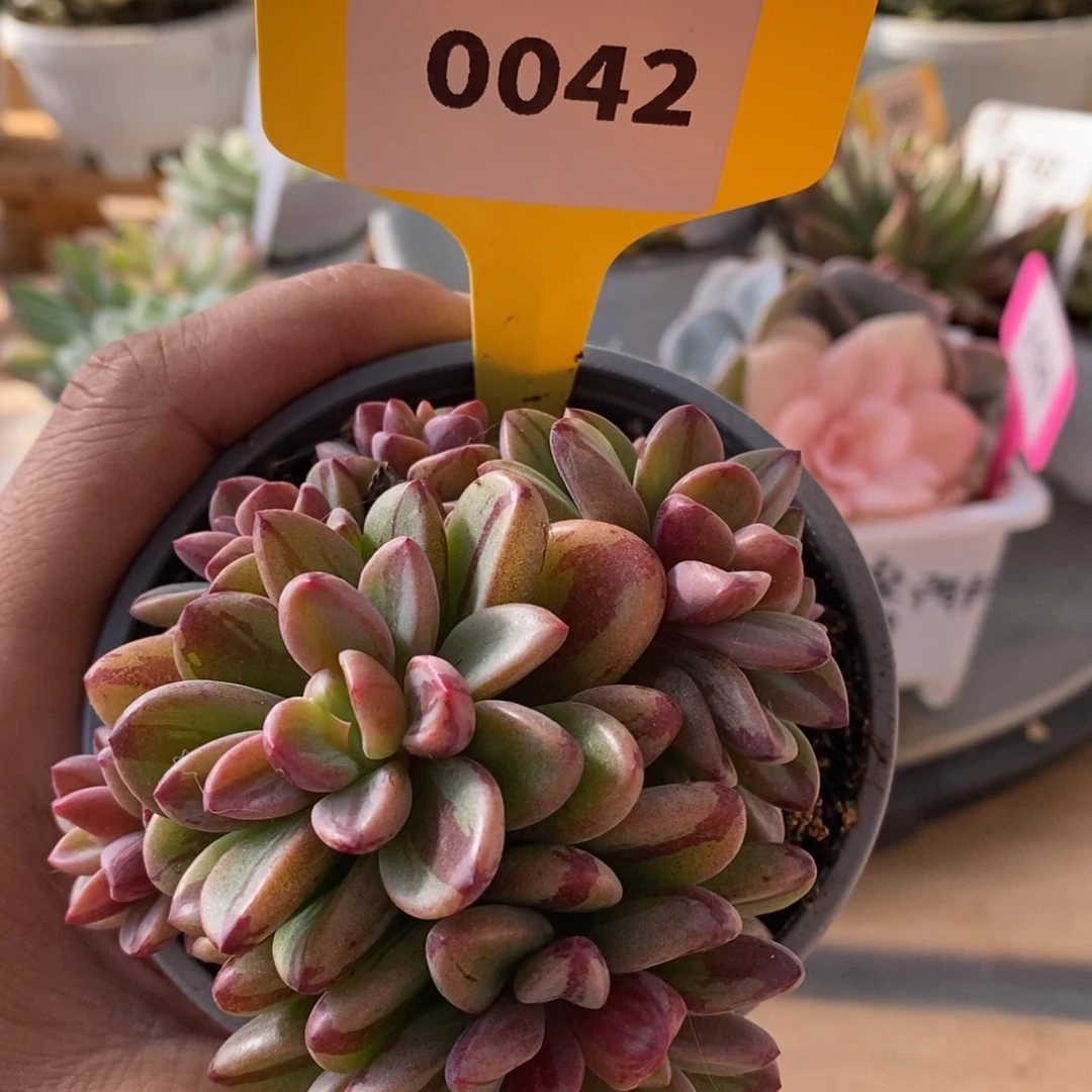 0042紫薰哈哈哈哈哈