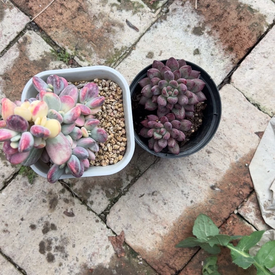 新疆包邮 车厘子 福娘锦带土球发