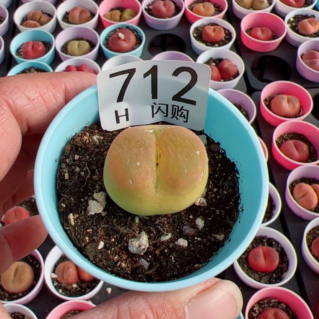无花朵星****?我很喜欢这个H712